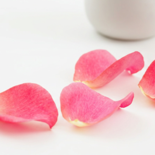 Rose Stem Cells