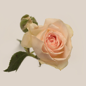 Rose Stem Sells